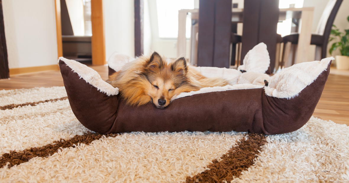 panier pour chien